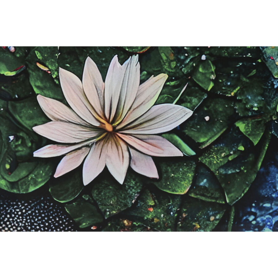 Seinapilt Lotus - Image 2