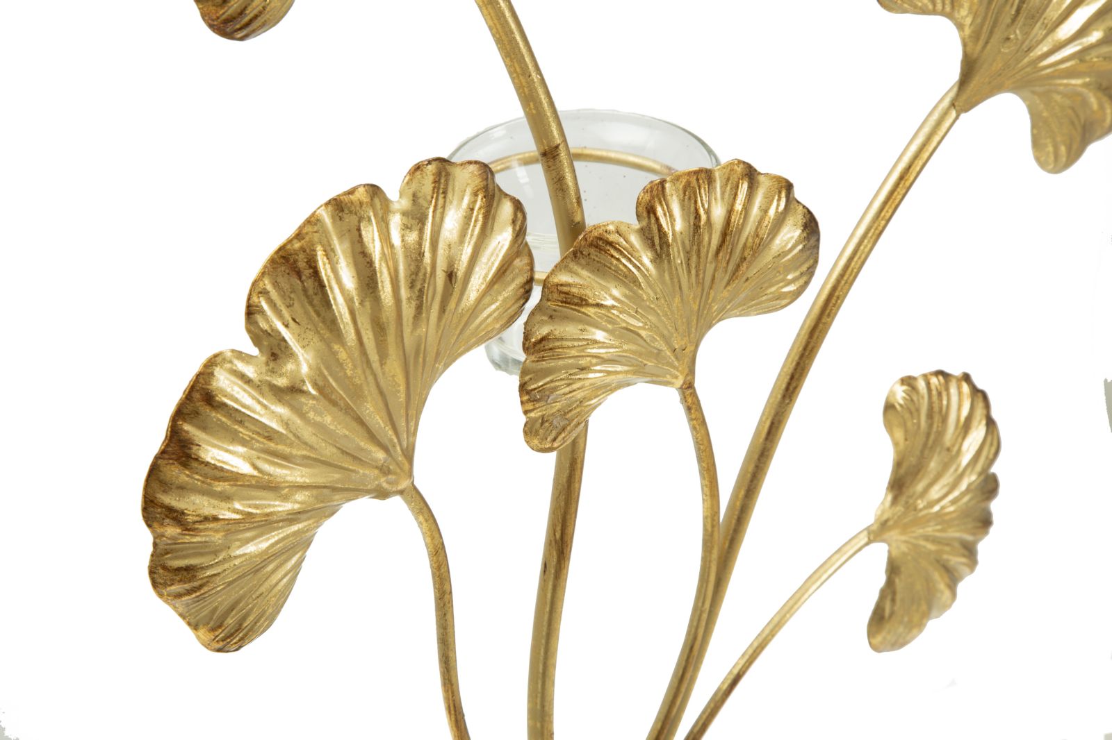 Küünlajalg Irys - Image 2